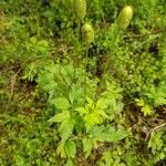 Anemone virginiana habit picture by Vicki Brown (cc-by-sa)