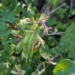 Corydalis solida fruit picture by Denis Bastianelli (cc-by-sa)