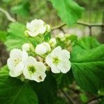 Crataegus laevigata flower picture by Hans Schmidt (cc-by-sa)