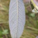 Salix myrsinifolia leaf picture by Pietro Brignoli (cc-by-sa)