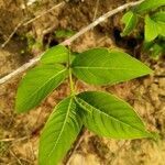 Holarrhena pubescens leaf picture by Asim Kumar Mishra (cc-by-sa)