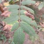 Sorbus scopulina leaf picture by maristela diaz (cc-by-sa)