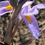 Moraea polystachya flower picture by Maarten Vanhove (cc-by-sa)