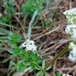 Galium album leaf picture by Jolan Jolan (cc-by-sa)