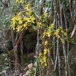 Oncidium ornithorhynchum flower picture by Gabriel OLLIVIER (cc-by-sa)