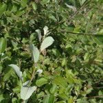 Salix bicolor leaf picture by Juan Carlos López Almansa (cc-by-sa)