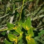 Euphorbia platyphyllos flower picture by Nora Rapp (cc-by-sa)