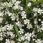 Cerastium arvense flower picture by atakp (cc-by-sa)