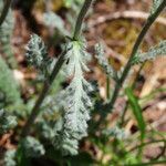 Achillea barrelieri leaf picture by Emanuele Santarelli (cc-by-sa)