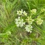 Asclepias verticillata flower picture by ben vc (cc-by-sa)