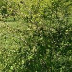 Cotoneaster granatensis habit picture by manuelmm (cc-by-sa)