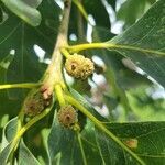 Quercus alba fruit picture by Matthew Campbell (cc-by-sa)