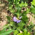 Acanthus ilicifolius flower picture by Priyabrata Panja (cc-by-sa)