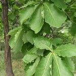 Quercus mongolica leaf picture by Dieter Albrecht (cc-by-sa)