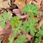 Geranium carolinianum leaf picture by Ryan B (cc-by-sa)