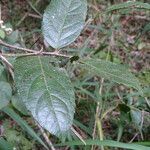 Rawsonia lucida leaf picture by Maarten Vanhove (cc-by-sa)