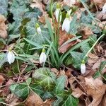 Galanthus nivalis flower picture by Jar Jar (cc-by-sa)