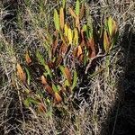 Cneorum tricoccon habit picture by Vinciane Bertrand (cc-by-sa)