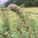 Myricaria germanica flower picture by Käch Martin (cc-by-sa)