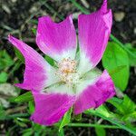 Callirhoe involucrata flower picture by K O (cc-by-sa)