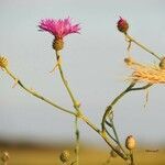 Centaurea napifolia flower picture by Cruda Monia (cc-by-sa)