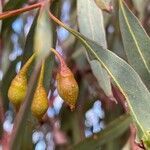 Eucalyptus leucoxylon fruit picture by Kelly Tyson (cc-by-sa)