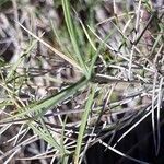 Brachypodium retusum leaf picture by Miguel Angel Rodenas (cc-by-sa)