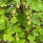 Ribes rubrum flower picture by Marga (cc-by-sa)