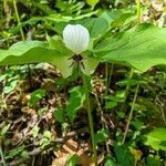 Trillium rugelii flower picture by Tim Daniel (cc-by-sa)