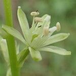 Ornithogalum pyrenaicum flower picture by Yoan MARTIN (cc-by-sa)