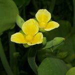 Limnocharis flava flower picture by Nelson Zamora Villalobos (cc-by-nc)