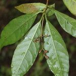 Neea psychotrioides leaf picture by Nelson Zamora Villalobos (cc-by-nc)