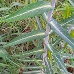 Euphorbia lathyris habit picture by Ludovic Lavigne (cc-by-sa)