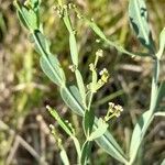 Baccharis articulata flower picture by Trap Hers (cc-by-sa)