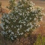 Nerium oleander habit picture by Maza Daniel (cc-by-sa)