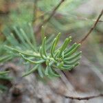 Hypericum coris leaf picture by Sylvain Piry (cc-by-sa)