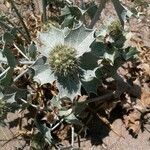 Eryngium maritimum flower picture by carolina cecchinato (cc-by-sa)