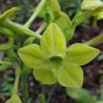 Nicotiana alata flower picture by scritti1 (cc-by-sa)