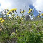 Hieracium villosum habit picture by francois tissot (cc-by-sa)