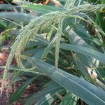 Setaria palmifolia habit picture by Maarten Vanhove (cc-by-sa)