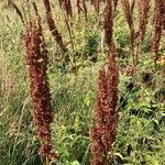 Rumex aquaticus flower picture by Souad HADJ AMARA (cc-by-sa)