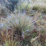 Festuca asplundii habit picture by Fabien Anthelme (cc-by-sa)