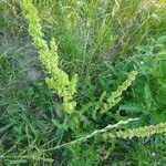 Rumex longifolius habit picture by Joanna Lovell (cc-by-sa)