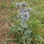 Eryngium bourgatii habit picture by Sylvain Piry (cc-by-sa)