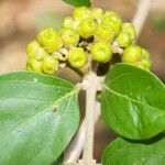 Aegiphila deppeana fruit picture by Nelson Zamora Villalobos (cc-by-nc)