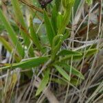 Halenia major leaf picture by Fabien Anthelme (cc-by-sa)