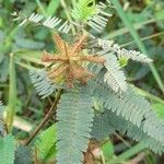 Mimosa polycarpa fruit picture by Trap Hers (cc-by-sa)