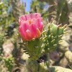 Austrocylindropuntia subulata flower picture by vituper (cc-by-sa)