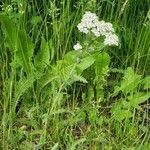 Achillea millefolium habit picture by J Cheung (cc-by-sa)