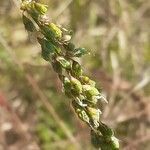 Melilotus officinalis fruit picture by Boumlik Messaïli (cc-by-sa)